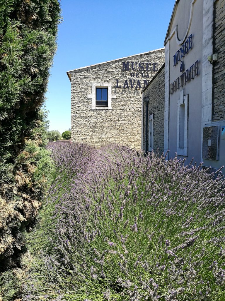 10 places you can´t miss in Provence - Lavender Museum