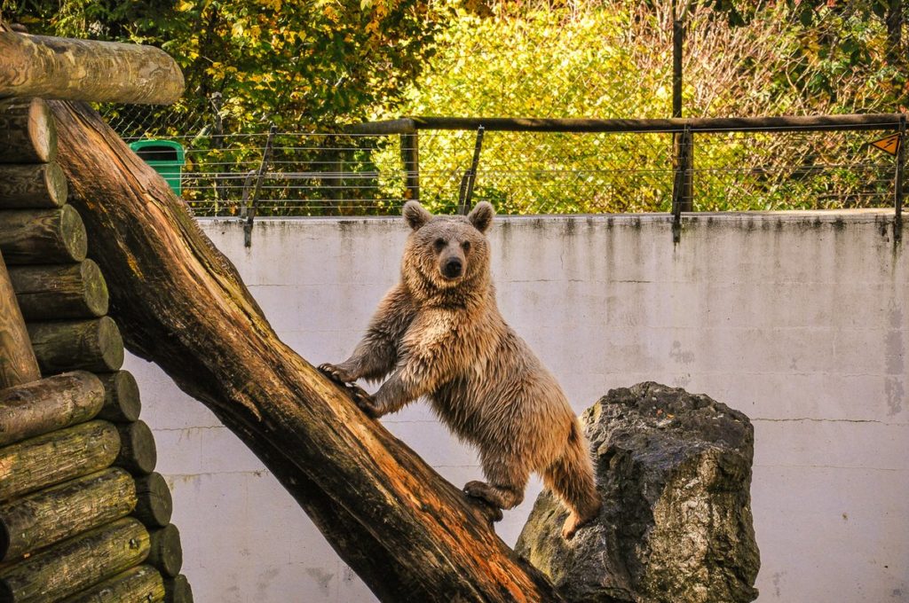 20 best zoos and animal parks in Switzerland - Our Swiss experience