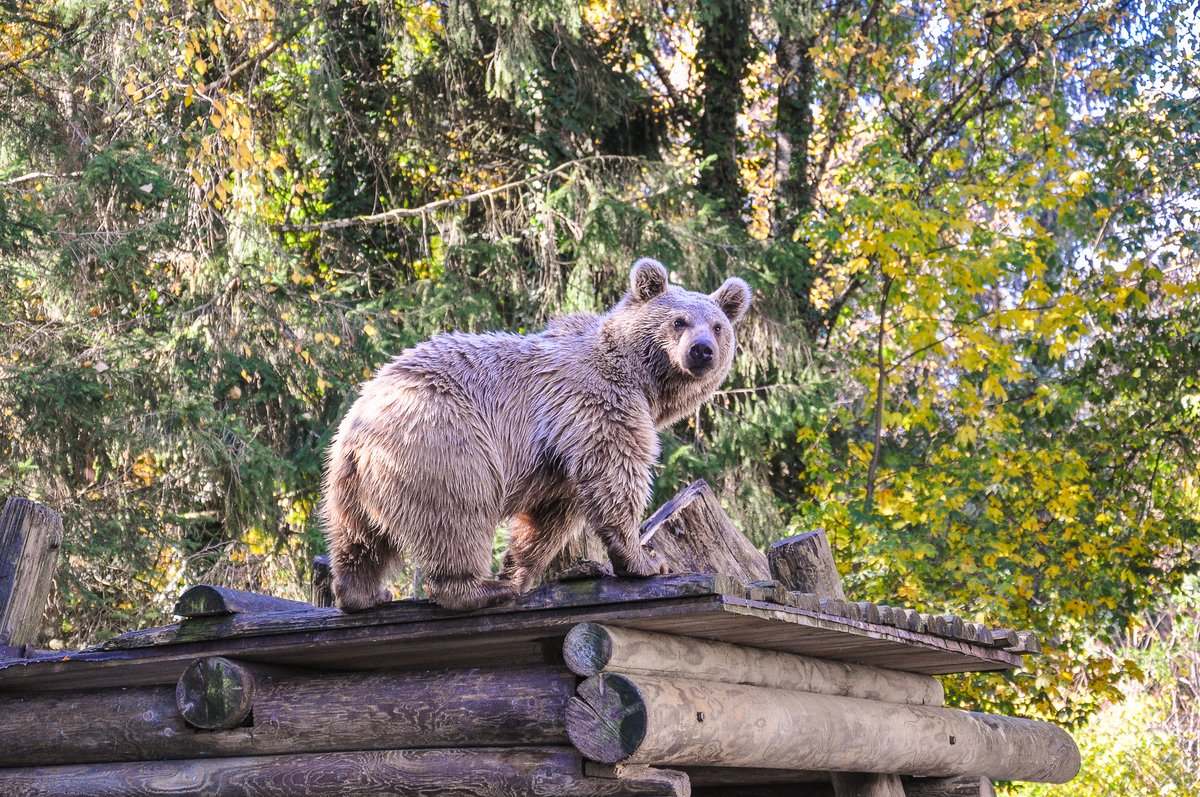 swiss travel pass zoo