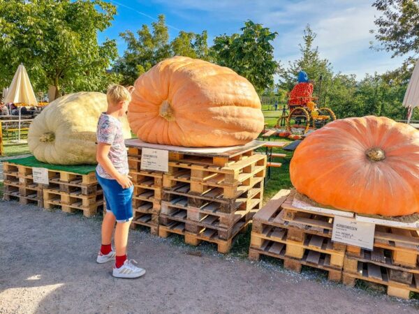 Jucker Höhepunkt der Herbstsaison: die Kürbisausstellung der Jucker Farm ...